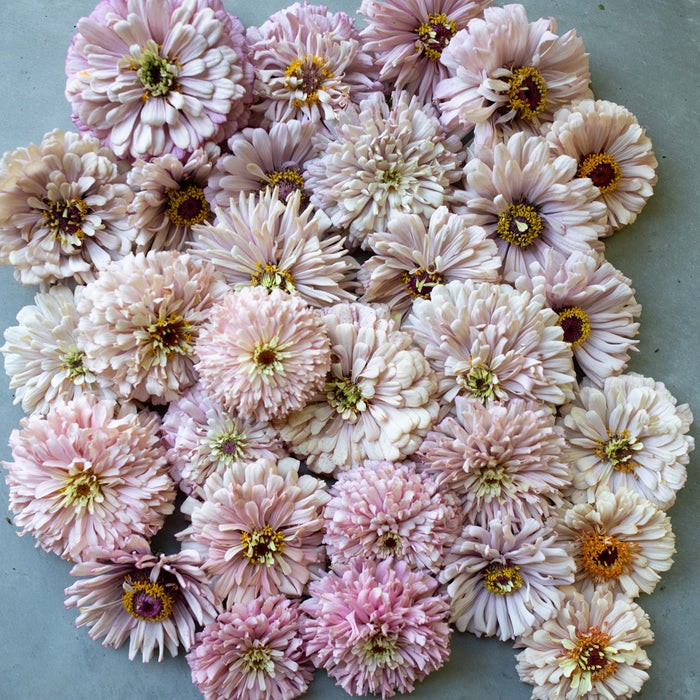An overhead of Zinnia Dawn Creek Blush