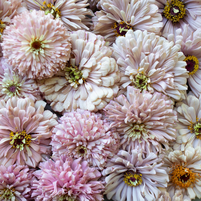 A close up of Zinnia Dawn Creek Blush