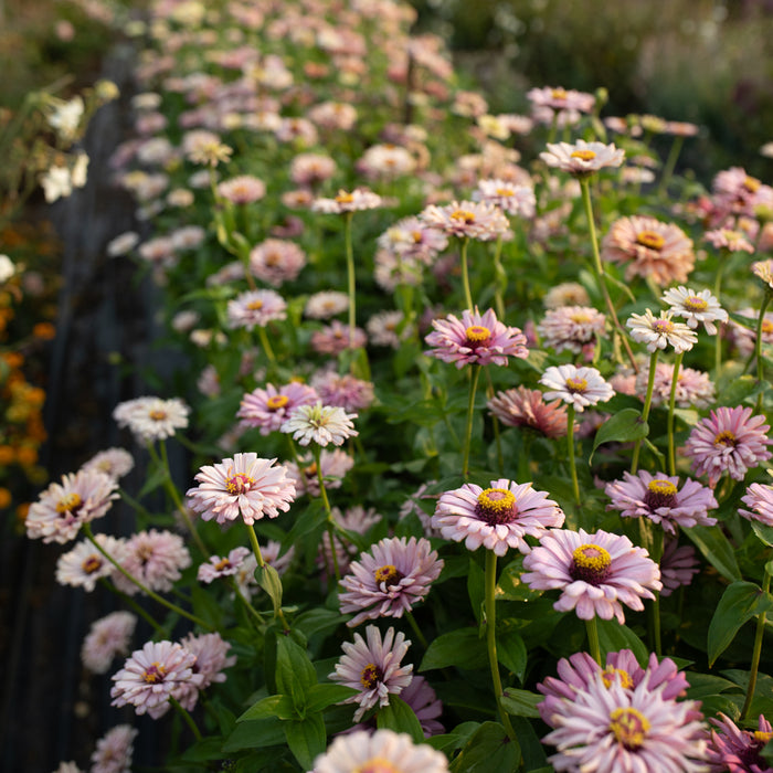 Zinnia Dawn Creek Blush growing in the field