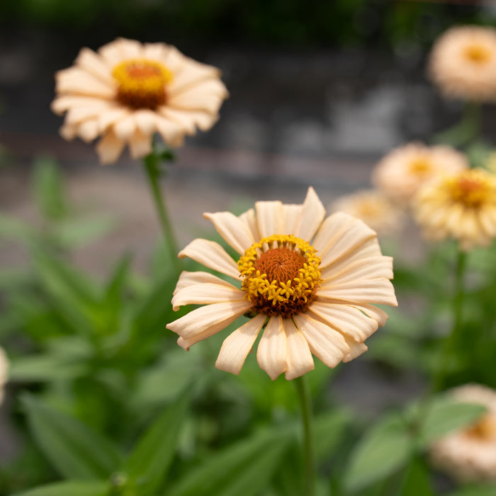 A close up of Zinnia Dawn Creek Honey