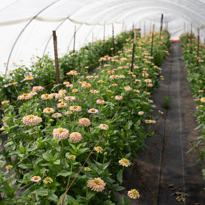 Zinnia Dawn Creek Honey growing in the field