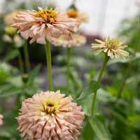 A close up of Zinnia Dawn Creek Honey