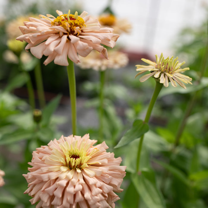 A close up of Zinnia Dawn Creek Honey