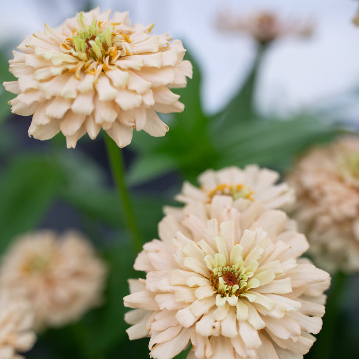 A close up of Zinnia Dawn Creek Honey