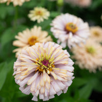 A close up of Zinnia Dawn Creek Honey