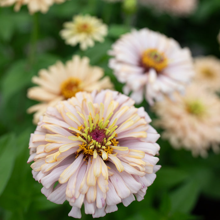 A close up of Zinnia Dawn Creek Honey