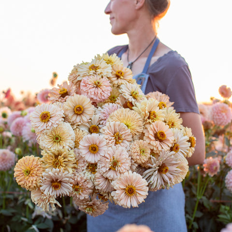 An armload of Zinnia Dawn Creek Honey