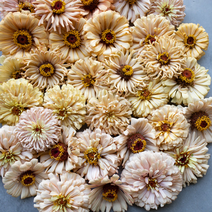 A close up of Zinnia Dawn Creek Honey