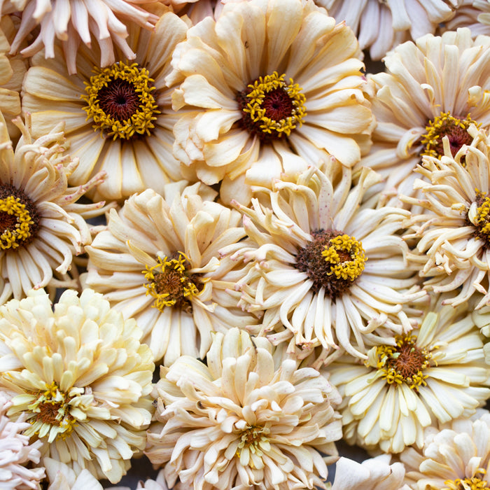 A close up of Zinnia Dawn Creek Honey