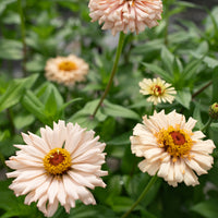 A close up of Zinnia Dawn Creek Honey