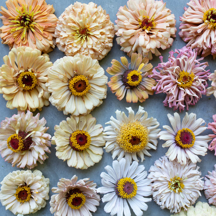 An overhead of Zinnia Dawn Creek Pastels