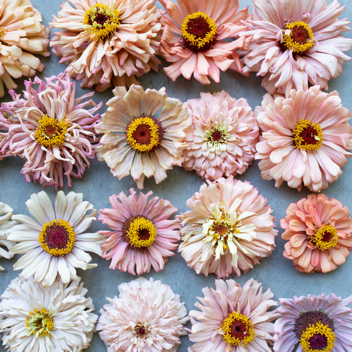 An overhead of Zinnia Dawn Creek Pastels