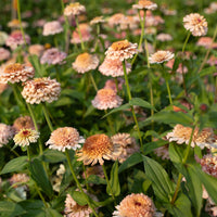 Zinnia Dawn Creek Pastels growing in the field