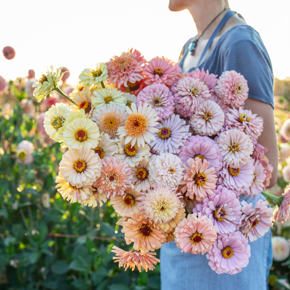 Zinnia Dawn Creek Pastels – Floret Flower Farm