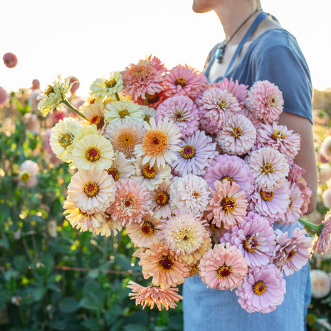 An armload of Zinnia Dawn Creek Pastels