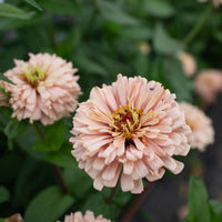 A close up of Zinnia Dawn Creek Pastels