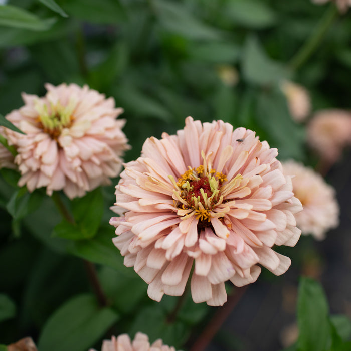 A close up of Zinnia Dawn Creek Pastels