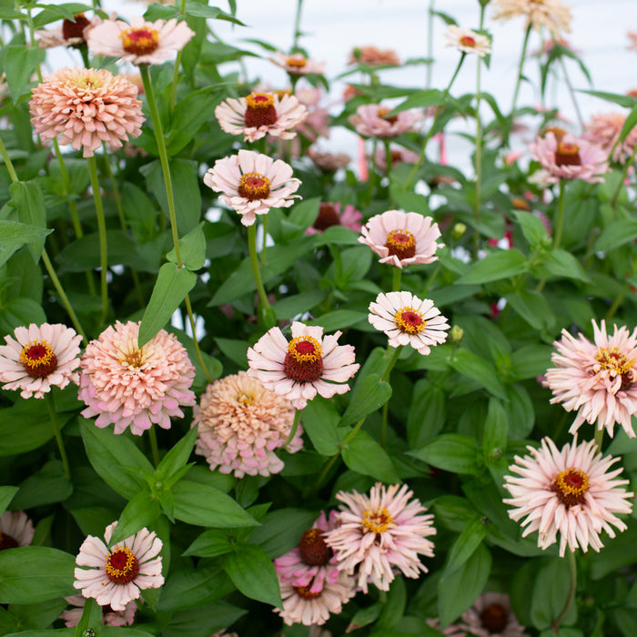 Zinnia Dawn Creek Pastels growing in the field