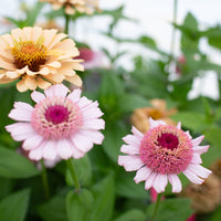 A close up of Zinnia Dawn Creek Pastels