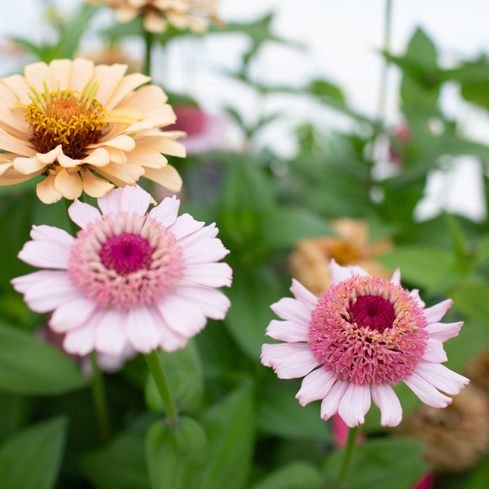 A close up of Zinnia Dawn Creek Pastels