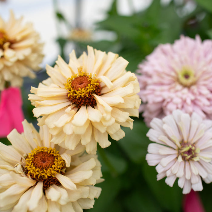 A close up of Zinnia Dawn Creek Pastels