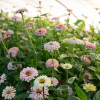 Zinnia Dawn Creek Pastels growing in the field