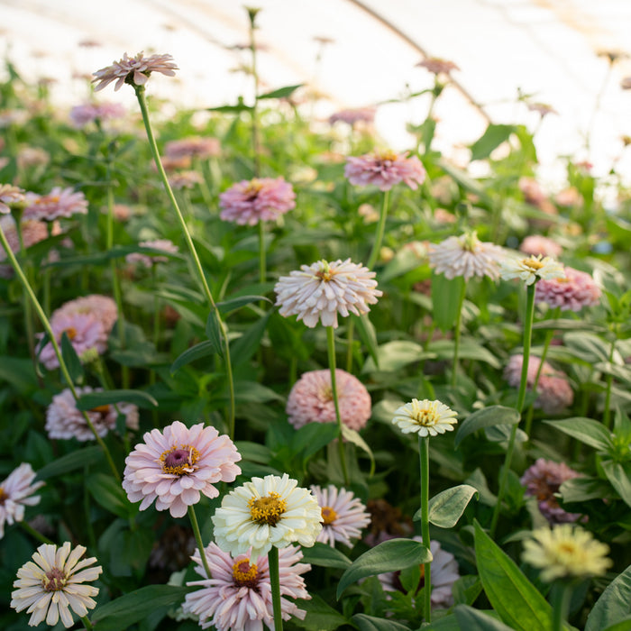 Zinnia Dawn Creek Pastels growing in the field