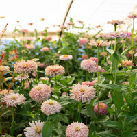 Zinnia Dawn Creek Pastels growing in the field