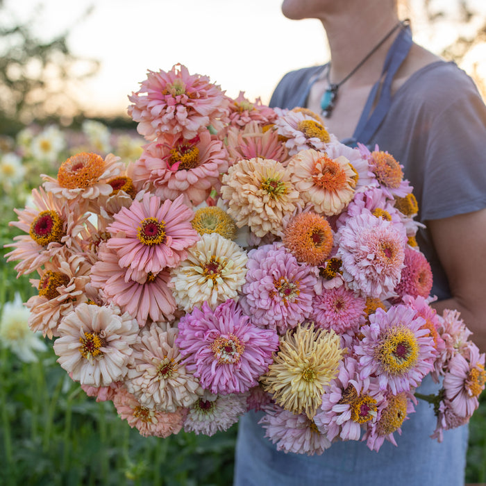 An armload of Zinnia Dawn Creek Pastels