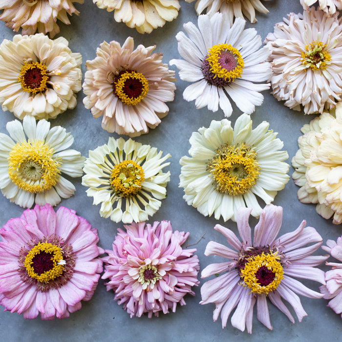 A close up of Zinnia Dawn Creek Pastels