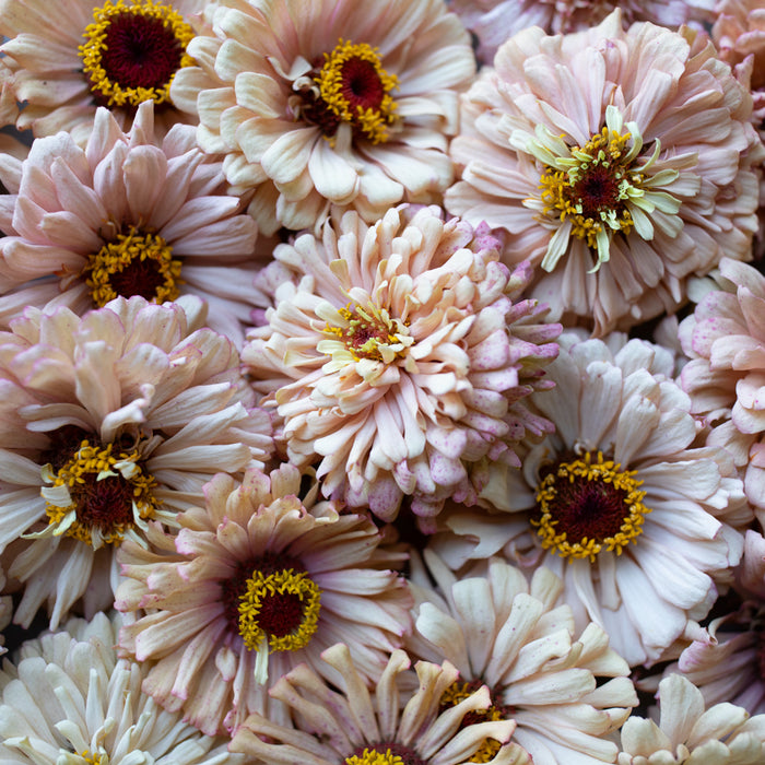 A close up of Zinnia Dawn Creek Peach