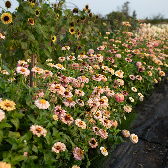 Zinnia Dawn Creek Peach growing in the field