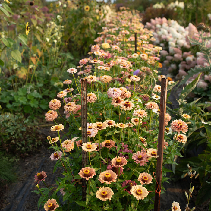 Zinnia Dawn Creek Peach growing in the field