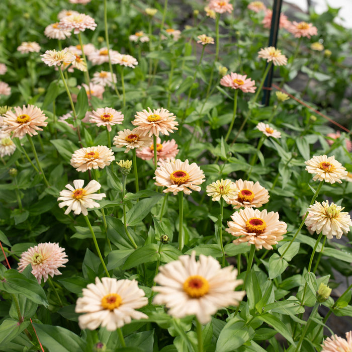 Zinnia Dawn Creek Peach growing in the field