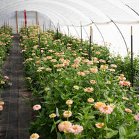 Zinnia Dawn Creek Peach growing in the field