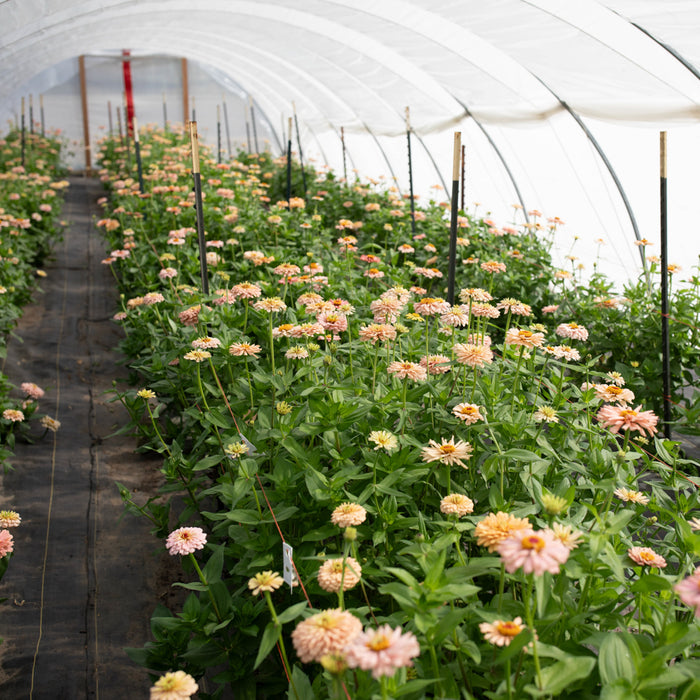 Zinnia Dawn Creek Peach growing in the field