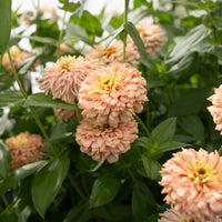 A close up of Zinnia Dawn Creek Peach