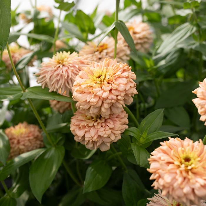 A close up of Zinnia Dawn Creek Peach