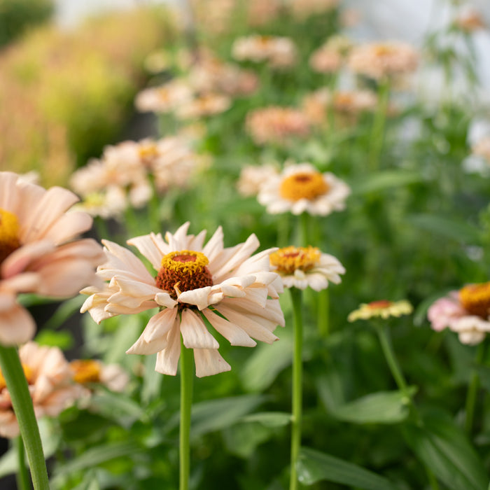 A close up of Zinnia Dawn Creek Peach