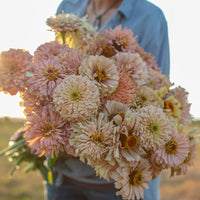 An armload of Zinnia Dawn Creek Peach