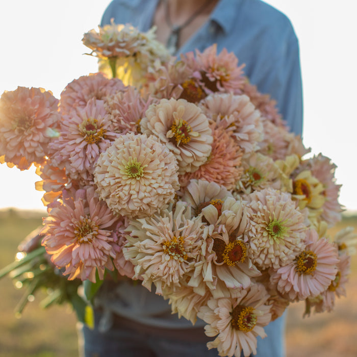 An armload of Zinnia Dawn Creek Peach
