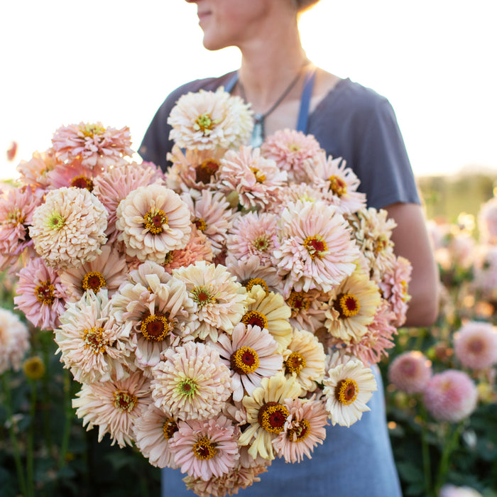 An armload of Zinnia Dawn Creek Peach