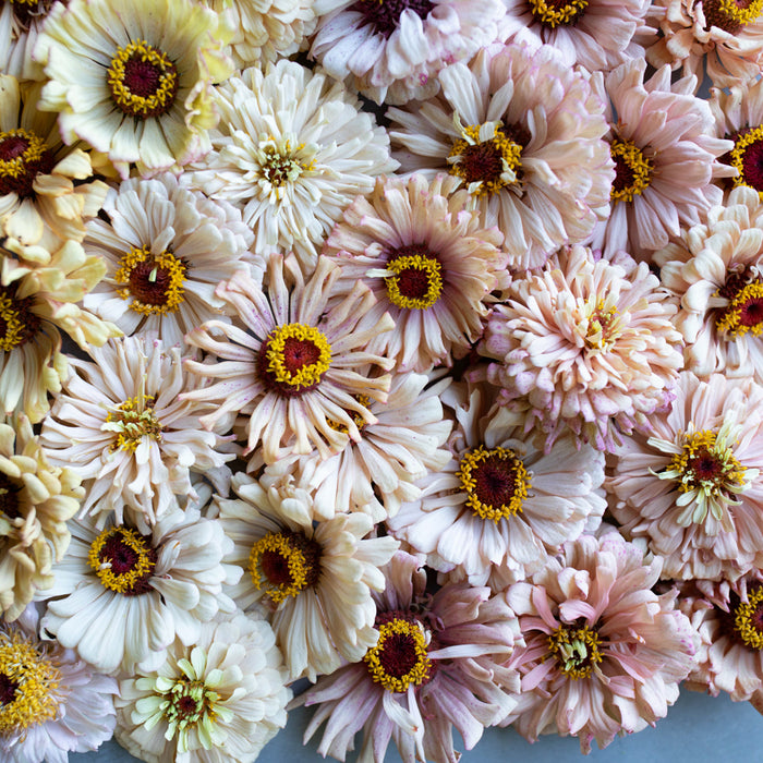 A close up of Zinnia Dawn Creek Peach