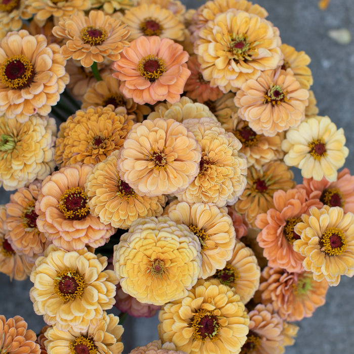 An overhead of Zinnia Golden Hour