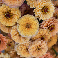 A close up of Zinnia Golden Hour