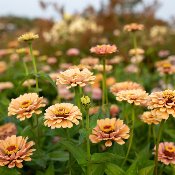 Zinnia Golden Hour growing in the field