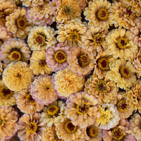 A close up of Zinnia Golden Hour