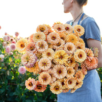 An armload of Zinnia Golden Hour