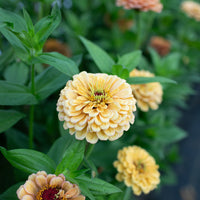 A close up of Zinnia Golden Hour