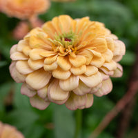 A close up of Zinnia Golden Hour